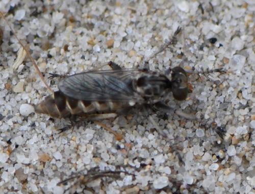 Craticulina sp.